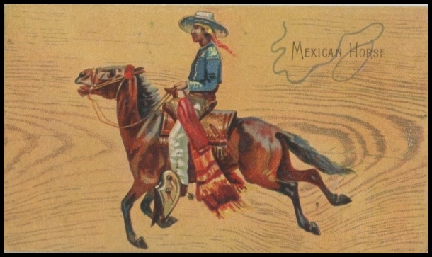 Mexican Horse